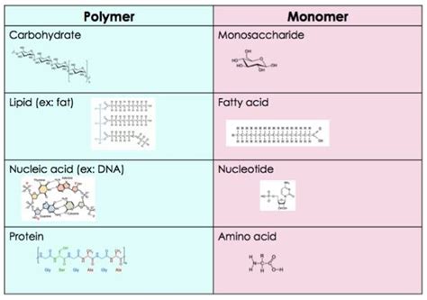 Monomers And Polymers Chart