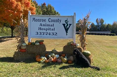 Expert Animal Care in Monroe County: Visit Monroe County Animal Hospital