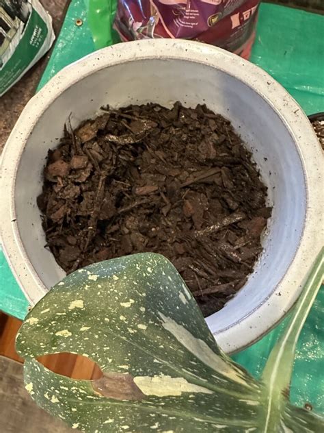Monstera Soil Mix Recipe