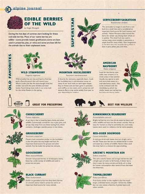 Montana Berries Identification Chart
