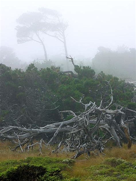 Monterey fog
