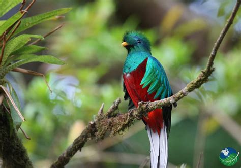 Monteverde Bird Watching Guide