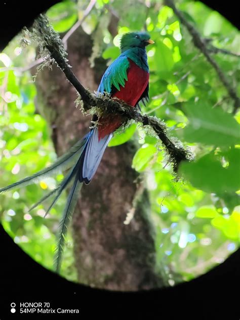 Monteverde Birdwatching Guide