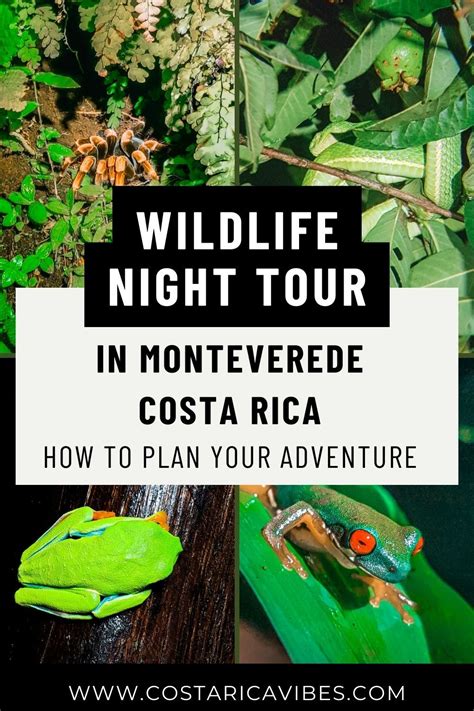 Monteverde Tour Options