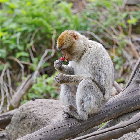 Monyet & Manusia: Hubungan Tak Terpisahkan?