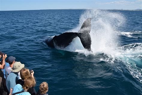 Mooloolaba Whale Watching Tour: An Honest Review