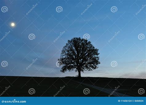 Moonlight Landscape And Tree