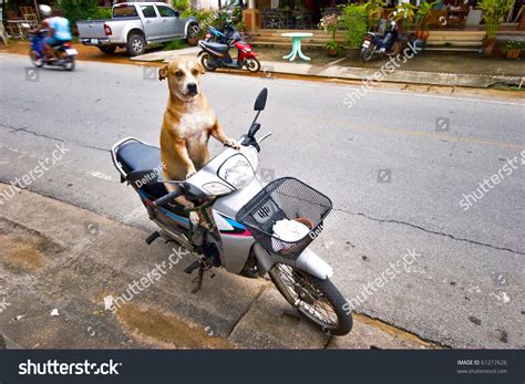 Moped Dog