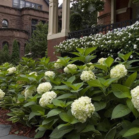 Mophead Hydrangeas