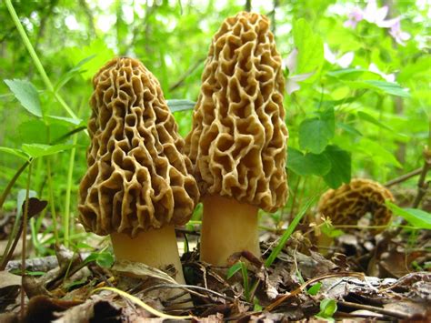 Mushroom Images