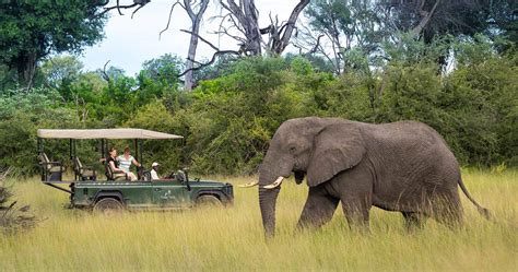 Moremi Game Drive