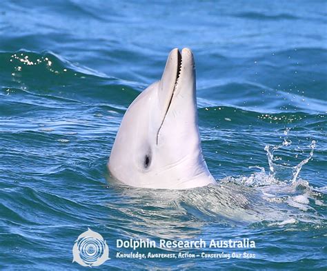 Moreton Bay Dolphins