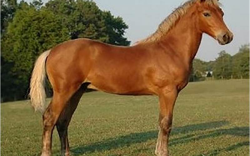 Morgan Horse Breed