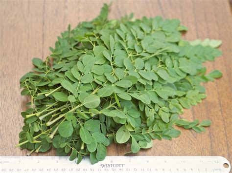 Moringa Leaves Fresh