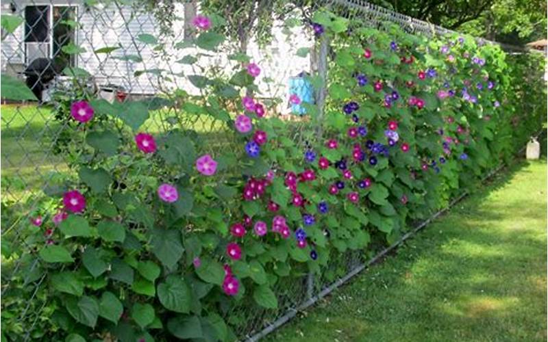 Morning Glory Privacy Fence Ideas