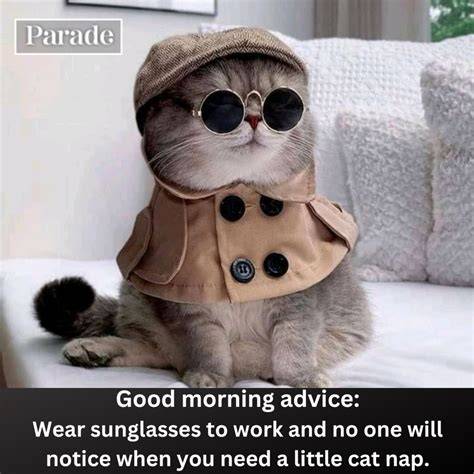 Morning Cat Funny Meme