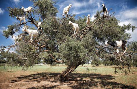 Moroccan Goats in Trees