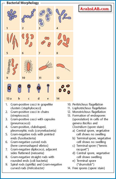 Morphological Traits in Protostomes