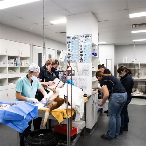 Expert Care for Your Furry Friends at Mortons Small Animal Clinic