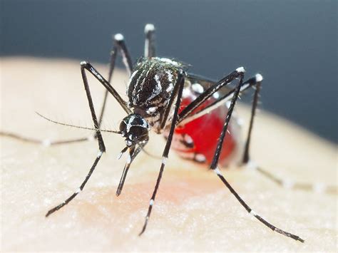 Mosquitoes & Diseases: Identification and Prevention Tips