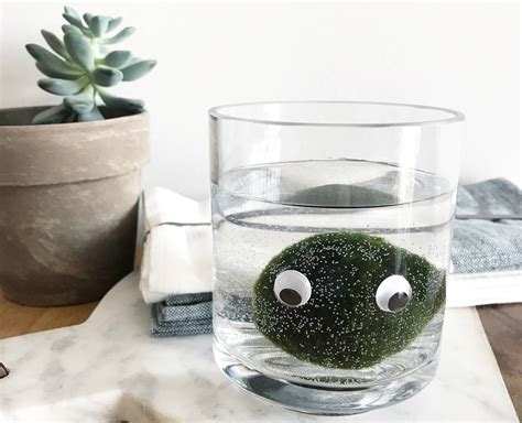Moss Ball Pet