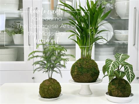 Moss Ball Plant