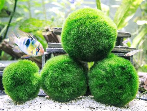 Moss Balls For Betta
