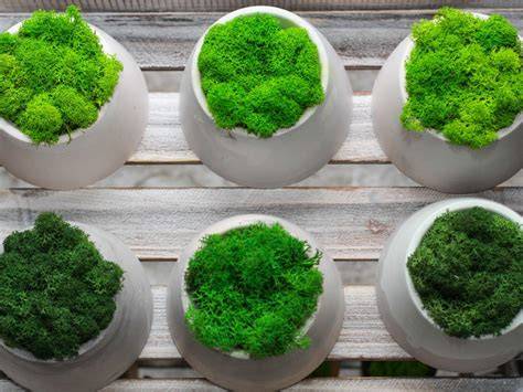 Moss For Potted Plants