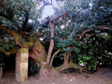 Mossel Bay Post Office Tree