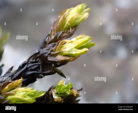 Lumut Daun