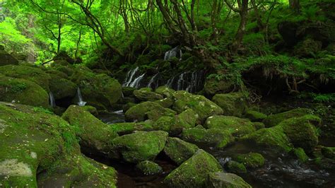 Mossy