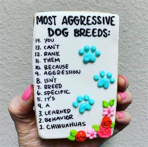 Most aggressive dog breed chihuahua Aggressive dog breeds, Aggressive