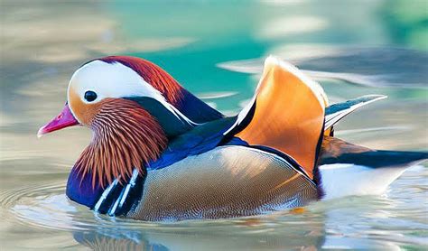 The Exquisite Elegance of Earth's Most Beautiful Animal: Behold the Stunning Majesty of Nature's Masterpiece