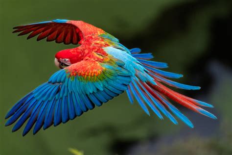 Unveiling the Enchanting Elegance: Discovering the 10 Most Beautiful Animals in the Animal Kingdom