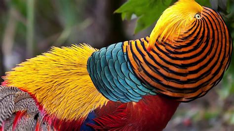 Feathers that Dazzle: Uncovering the World's Most Spectacularly Beautiful Birds - A Stunning Guide to the Avian Wonders that Capture Our Hearts and Imaginations!
