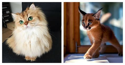The Feline Cynosure: Unveiling the Incredibly Stunning and Beguiling Most Beautiful Cat in the World!