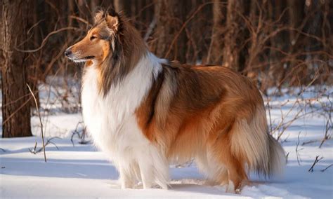 The Canine Connoisseur's Guide to the World's Most Magnificent Mutts: Uncovering the Top 10 Most Beautiful Dogs of All Time