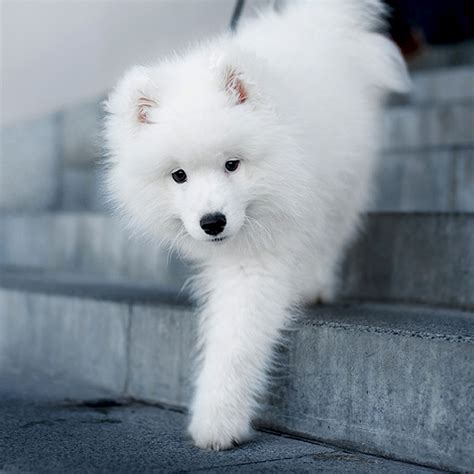 Most Cute Dogs