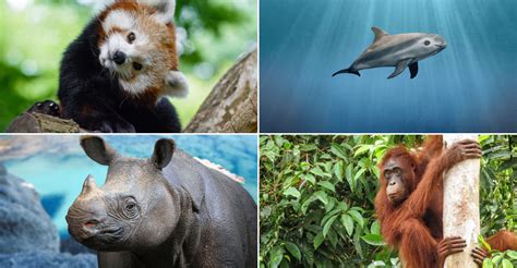 Most Endangered Animals Baby