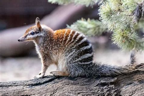 Most Endangered Animals In Australia