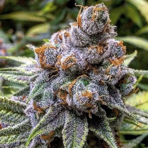 Most Exotic Weed In The World