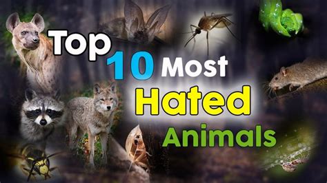 The Top 10 Most Hated Animals in the World - From Spiders to Snakes