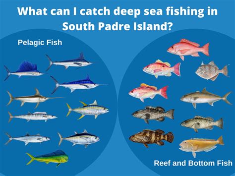 Most Popular Fish Species in South Padre Island