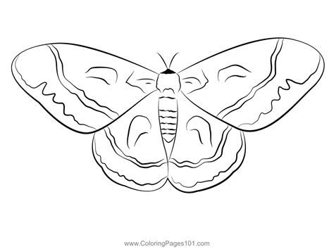 Moth Coloring Page