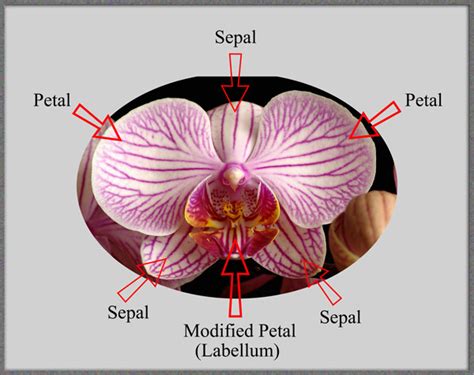 Moth Orchid Anatomy