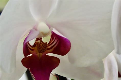 Moth Orchid Auckland