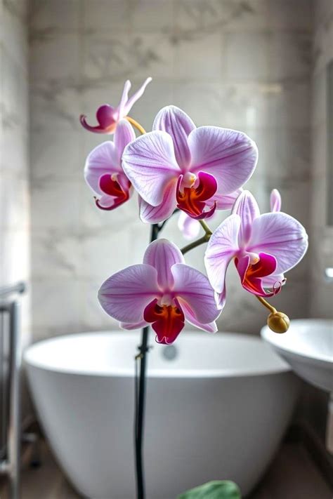 Moth Orchid Bathroom