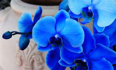 Moth Orchid Blue