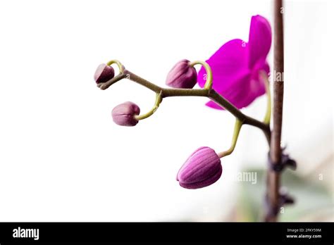 Moth Orchid Buds