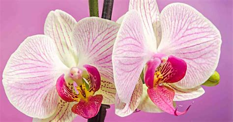 Moth Orchid Classification